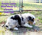 Small Photo #7 Border Collie Puppy For Sale in ELMENDORF, TX, USA