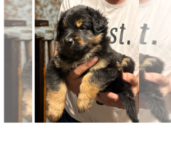 Medium Photo #2 Bernedoodle-German Shepherd Dog Mix Puppy For Sale in WOODLAND, WA, USA