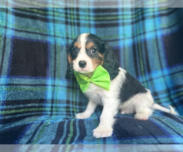 Medium Photo #7 Cavalier King Charles Spaniel Puppy For Sale in LAKELAND, FL, USA