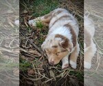 Small Photo #6 Australian Shepherd Puppy For Sale in HUME, MO, USA