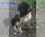 Small #1 Great Pyrenees Mix
