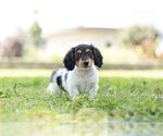 Small Photo #4 Dachshund Puppy For Sale in WARSAW, IN, USA