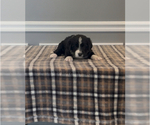 Small Photo #35 Bernedoodle-Labradoodle Mix Puppy For Sale in MILFORD, NJ, USA