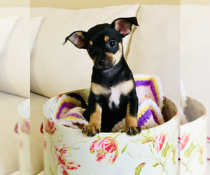 Chin-Pin-Chipin Mix Puppy for sale in MIAMI, FL, USA