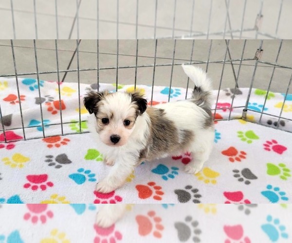 Medium Photo #5 Papitese Puppy For Sale in ORO VALLEY, AZ, USA