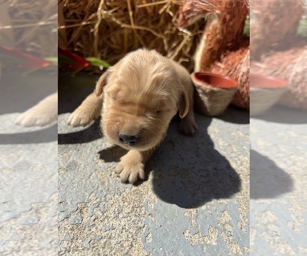Medium Photo #8 Golden Retriever Puppy For Sale in NEOLA, WV, USA