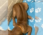 Small Photo #92 Rhodesian Ridgeback Puppy For Sale in KELLER, TX, USA