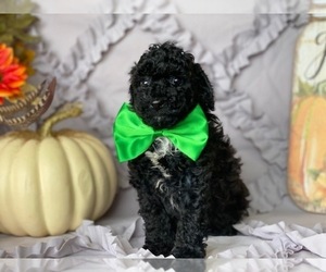 Poodle (Toy) Puppy for sale in LANCASTER, PA, USA