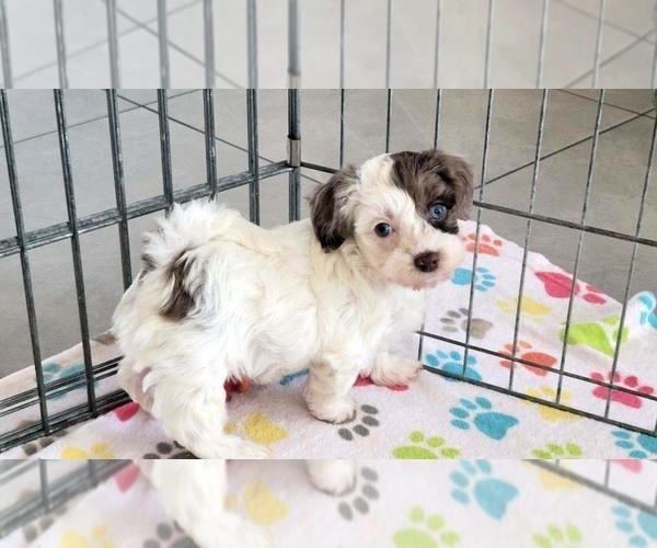 Medium Photo #8 Poovanese Puppy For Sale in ORO VALLEY, AZ, USA