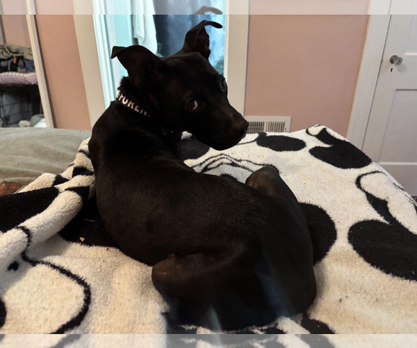 Medium Photo #3 Labrador Retriever-Unknown Mix Puppy For Sale in Rockville, MD, USA