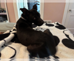 Small Photo #3 Labrador Retriever-Unknown Mix Puppy For Sale in Rockville, MD, USA