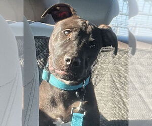 Labrador Retriever-Unknown Mix Dogs for adoption in Mount Laurel, NJ, USA