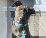 Small Labrador Retriever Mix