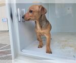Small Dachshund