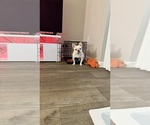 Small #8 French Bulldog