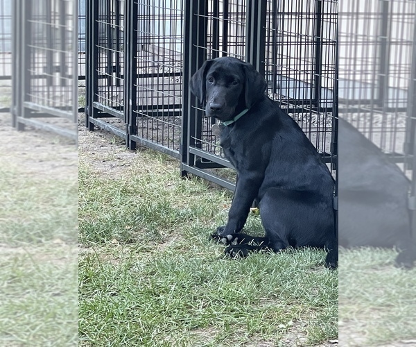 Medium Photo #4 Labrador Retriever Puppy For Sale in FDL, WI, USA