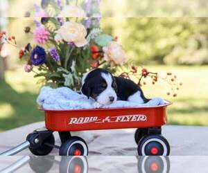 English Springer Spaniel Puppy for sale in TRENTON, OH, USA