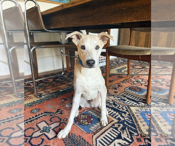 Medium Photo #2 Unknown-Whippet Mix Puppy For Sale in Candler, NC, USA