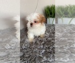 Small Photo #4 Shih Tzu Puppy For Sale in TULARE, CA, USA