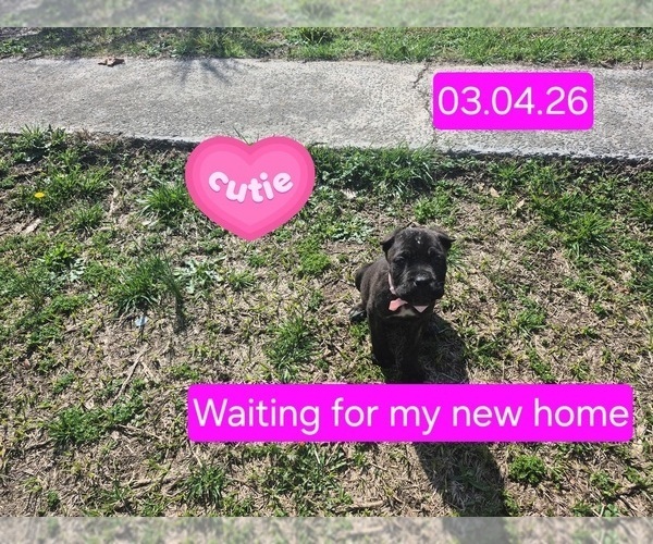 Medium Photo #20 Cane Corso Puppy For Sale in COLUMBIA, SC, USA
