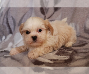Shih Tzu Puppy for sale in SHILOH, OH, USA