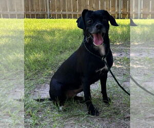 Chug Dogs for adoption in Great Bend, KS, USA