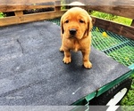 Small #5 Golden Retriever
