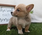 Small #11 Pembroke Welsh Corgi