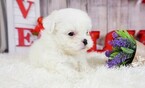 Small Photo #1 Shih Tzu Puppy For Sale in FULLERTON, CA, USA