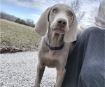 Small Photo #1 Weimaraner Puppy For Sale in ELKTON, KY, USA