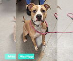 Small #1 American Pit Bull Terrier