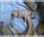 Small Photo #3 Golden Retriever Puppy For Sale in BRENTWOOD, CA, USA