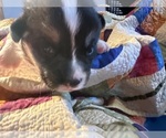 Small Photo #7 Pembroke Welsh Corgi Puppy For Sale in JACKSON, NJ, USA