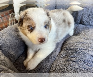 Australian Shepherd Puppy for sale in WHITTIER, CA, USA