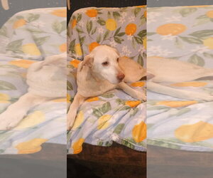 Labrador Retriever Dogs for adoption in The Woodlands, TX, USA