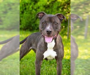 American Pit Bull Terrier-Labrador Retriever Mix Dogs for adoption in Derwood, MD, USA