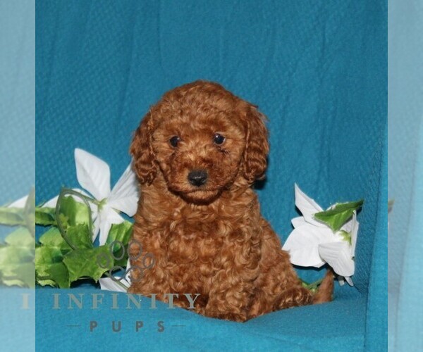 Medium Photo #4 Goldendoodle (Miniature) Puppy For Sale in OXFORD, PA, USA