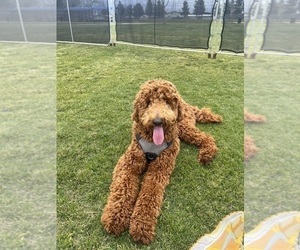 Father of the Goldendoodle puppies born on 06/23/2026
