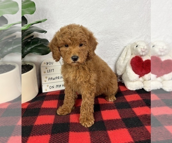 Medium Photo #4 Goldendoodle (Miniature) Puppy For Sale in GREENFIELD, IN, USA