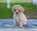 Small #1 Poodle (Toy)