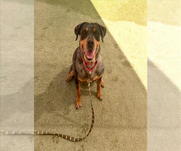 Medium Photo #2 Rottweiler-Unknown Mix Puppy For Sale in Las Vegas, NV, USA