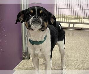 Puggle Dogs for adoption in Ames, IA, USA