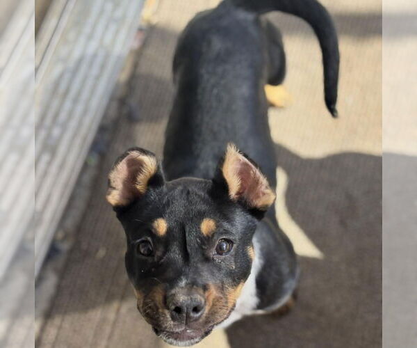 Medium Photo #1 American Pit Bull Terrier-Unknown Mix Puppy For Sale in Hayward, CA, USA