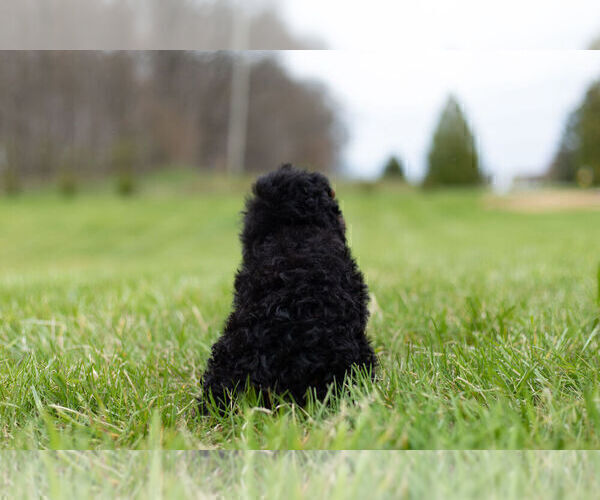Medium Photo #11 Poodle (Toy) Puppy For Sale in WARSAW, IN, USA