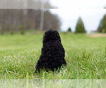 Small Photo #11 Poodle (Toy) Puppy For Sale in WARSAW, IN, USA