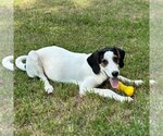 Small Photo #4 Treeing Walker Coonhound-Unknown Mix Puppy For Sale in Yardley, PA, USA