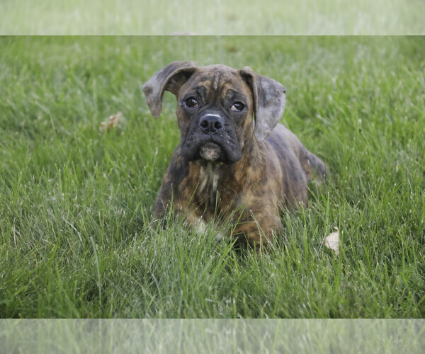 Medium Photo #5 Boxer Puppy For Sale in SHIPSHEWANA, IN, USA