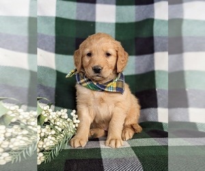 Golden Retriever Puppy for sale in OXFORD, PA, USA