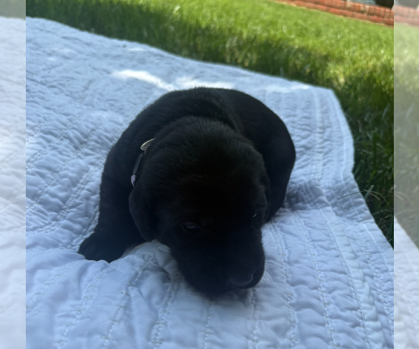 Medium Photo #2 Labrador Retriever Puppy For Sale in EDMOND, OK, USA