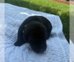 Small #1 Labrador Retriever